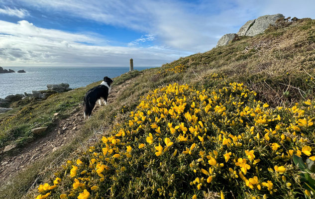 Wandern auf dem Küstenwanderweg GR 34, Wanderungen mit Hund am Cap Sizun, spektakuläre Ausblicke, blühende Heidelandschaft auf der Küste