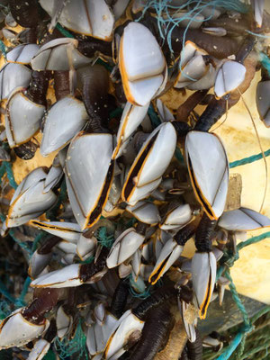 Gezeitenfischerei, pêche à pied, Strandfunde, Anatifs
