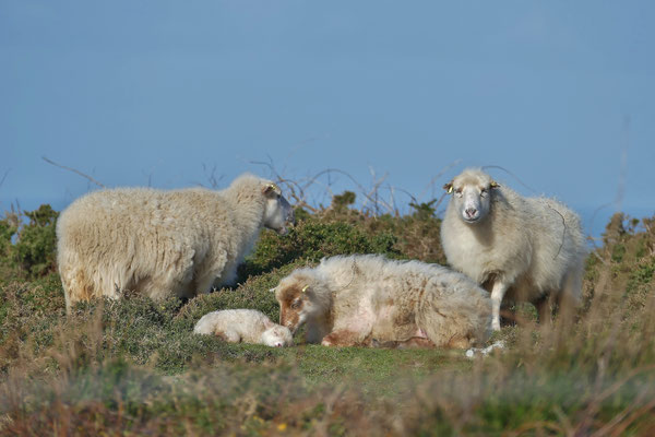 Réserve du Cap Sizun Est, Goulien, steile Klippen Schafe der Rasse Landes de Bretagne
