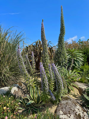 Subtropische Vegetation in Audierne, dank des warmen Golfstroms wachsen hier Palmen, Bananen und Mimosen