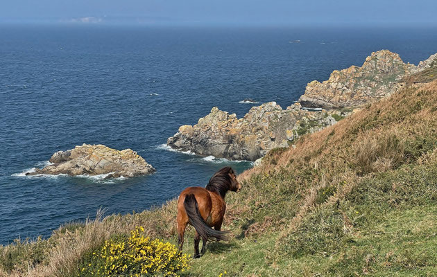 Cap Sizun, Goulien, Réserve du Cap Sizun, GR34, Küstenwanderweg