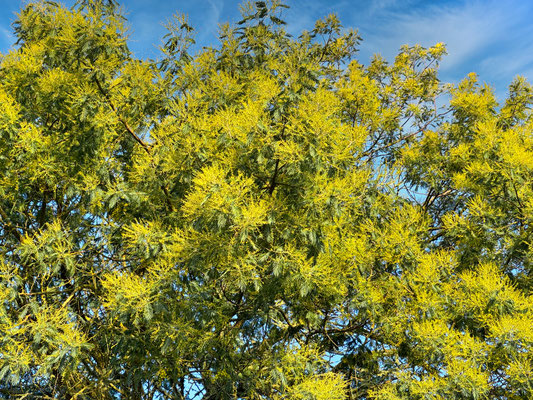 Mimosenblüte im Januar, Cap Sizun, Ferienhaus Ker Armor und Ferienhaus Tal Ar Mor, Plouhinec