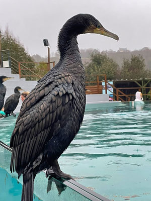 Aquashow in Audierne, Aquarium und Greifvogelschau, Bucht von Audierne, Cap Sizun, Greifvogelschau