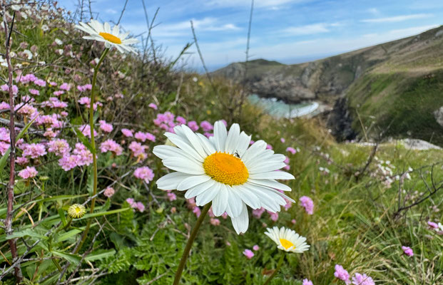 Der GR34 von Pors Théolen zur Pointe de Brézellec im April, ein Blütenmeer, Cap Sizun, Wandern auf dem Küstenweg