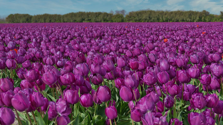 Die Tulpenfelder von Plomeur, La Torche, Finistère, Bretagne