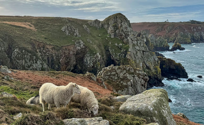 Réserve du Cap Sizun Est, Goulien, steile Klippen Schafe der Rasse Landes de Bretagne
