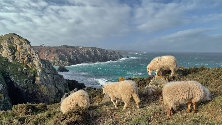Cap Sizun, Réserve du Cap Sizun, Schafe Küstenpflege, Vogelreservat, wilde Natur