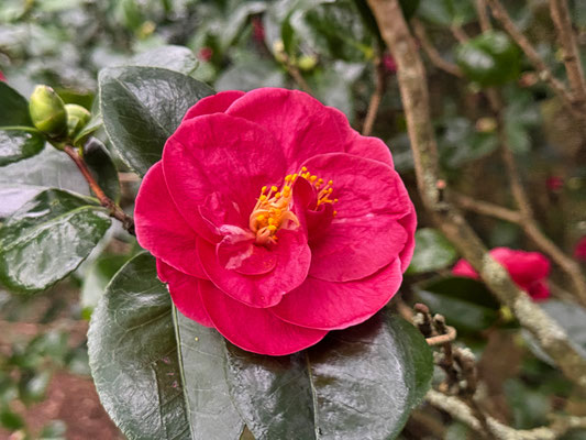 Camelienblüten im Januar, Cap Sizun, Ferienhaus Ker Armor und Ferienhaus Tal Ar Mor, Plouhinec