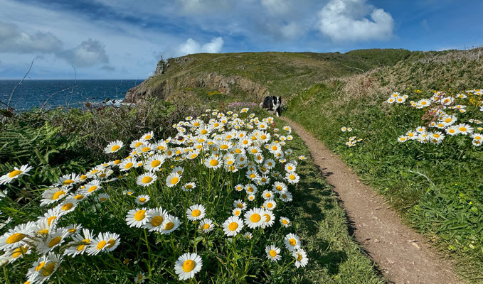 Der GR34 von Pors Théolen zur Pointe de Brézellec im April, ein Blütenmeer, Cap Sizun, Wandern auf dem Küstenweg