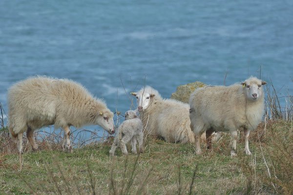 Réserve du Cap Sizun Est, Goulien, steile Klippen Schafe der Rasse Landes de Bretagne