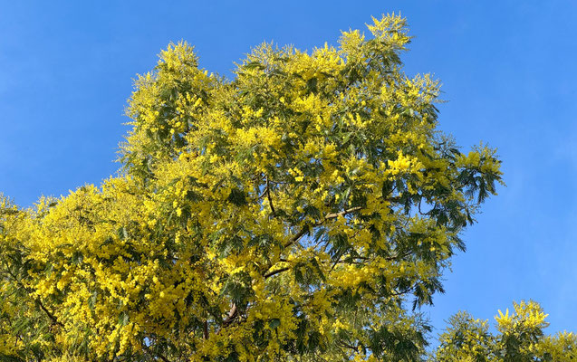 Subtropische Vegetation in Audierne, dank des warmen Golfstroms wachsen hier Palmen, Bananen und Mimosen