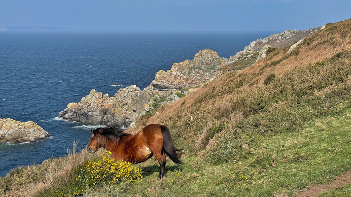 Cap Sizun, Goulien, Réserve du Cap Sizun, GR34, Küstenwanderweg