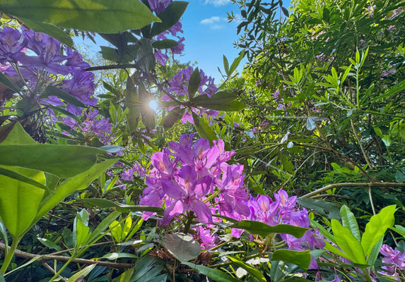 Le bois de Suguensou, der Wald von Suguensou, Audierne, Goyen, Cap Sizun,Rhododendren