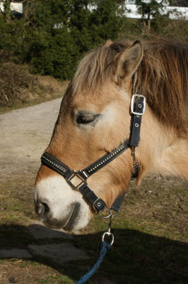 die Akupressur ist abgeschlossen - das Pony ist relaxt und die Energie fliesst wieder in den Meridianen