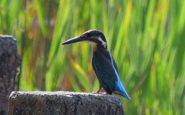 カワセミ　2022年9月14日