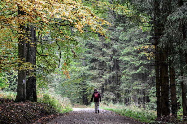 Mitunter ist der Wald ganz still