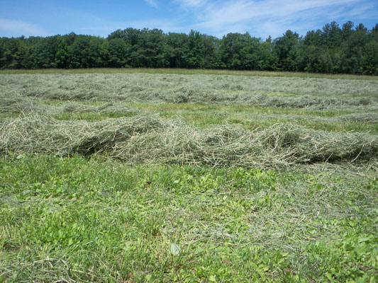 First cut haying June 24, 2019 at Berry Best Farm.