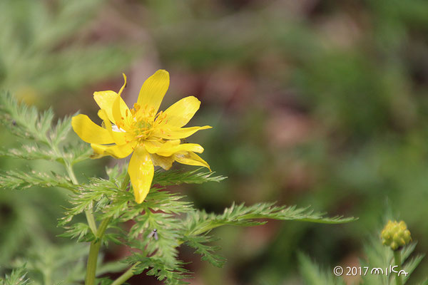 山の福寿草（六甲高山植物園）