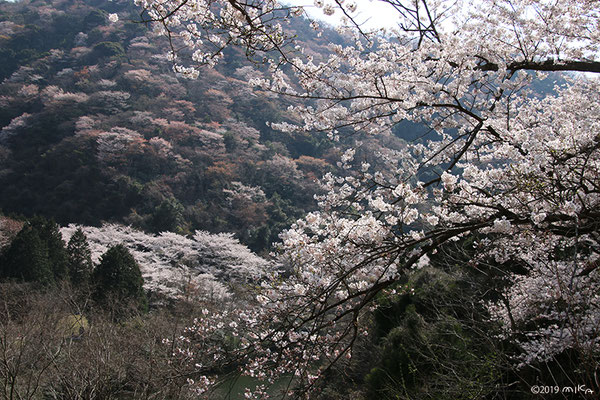 山の桜