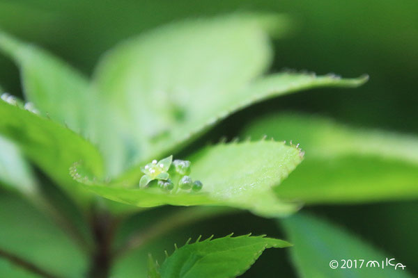 ハナイカダの雄花（六甲高山植物園）