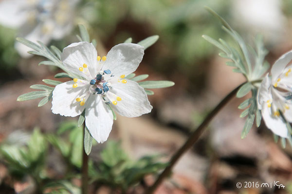 セツブンソウ(Eranthis pinnatifida) - 『工房momo』 セツブンソウ(Eranthis pinnatifida) - 『工房momo』