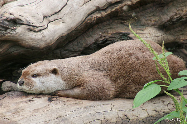 コツメカワウソ