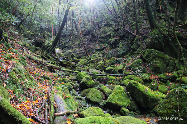 苔むす森（屋久島／白谷雲水峡）