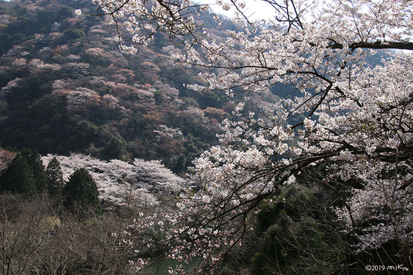 諭鶴羽山の桜