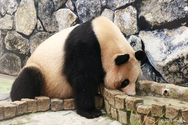 ジャイアントパンダ(Giant Panda) - 『工房momo』 ジャイアントパンダ(Giant Panda) - 『工房momo』