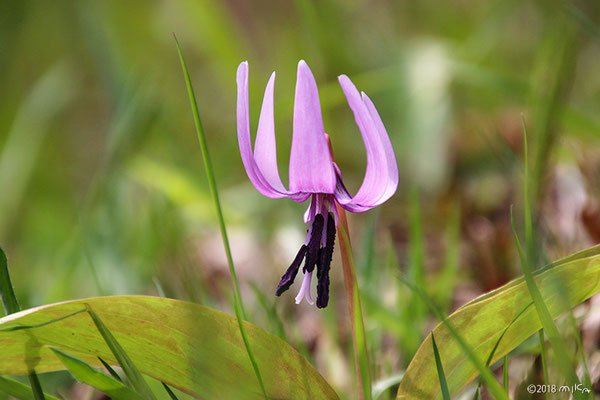 カタクリの花（４月／兵庫県六甲）