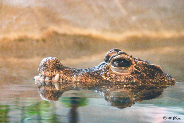 ニシアフリカコガタワニ（王子動物園）