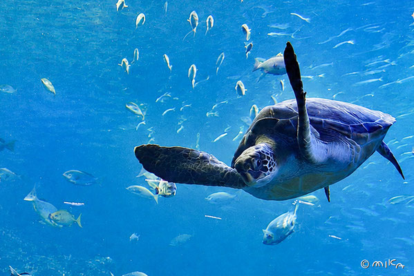 アオウミガメ②（京都水族館）