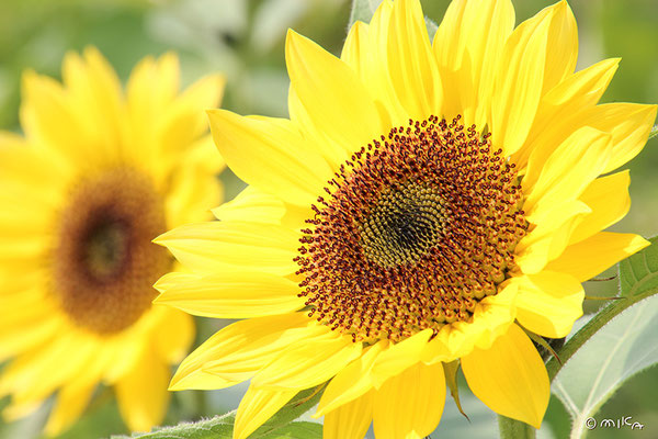 ヒマワリの花