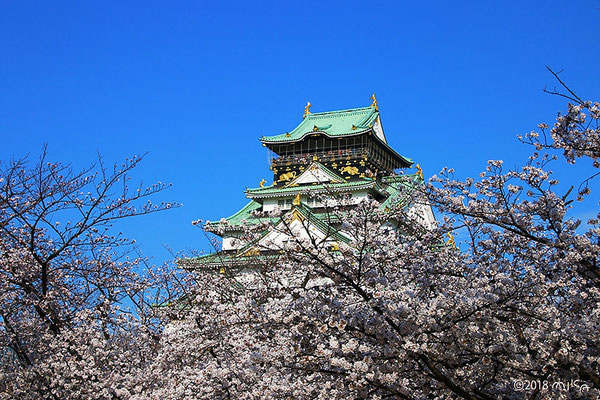 大阪城公園のお花見①