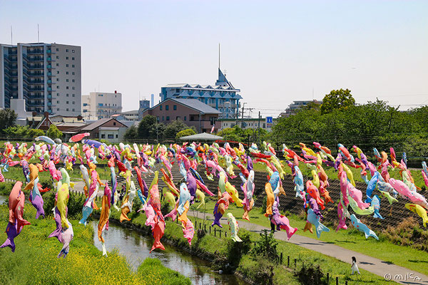 摂津市大正川のこいのぼり②（橋の上から）