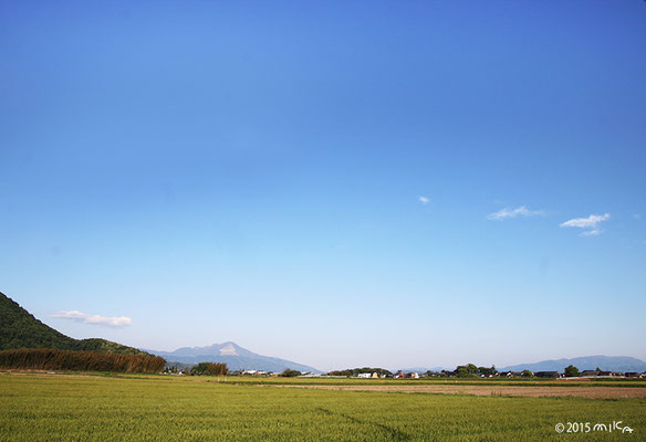 麦畑（琵琶湖畔）