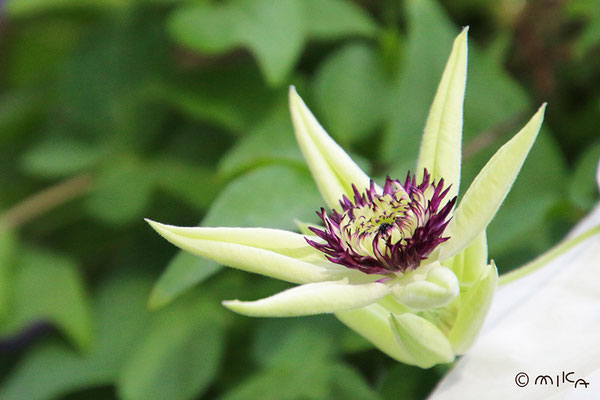 テッセンの開花