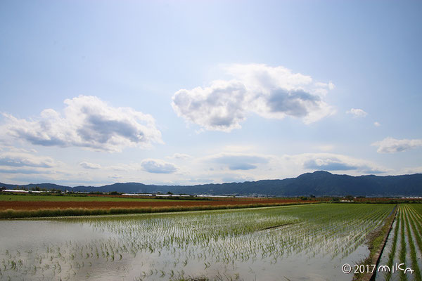 田植えの頃（５月頃の琵琶湖周辺）