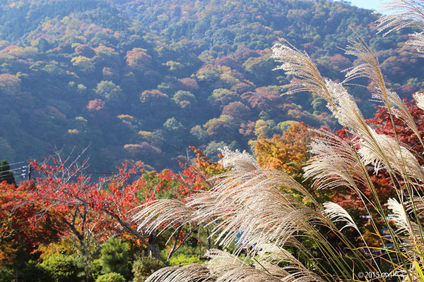 色づく山々にススキ