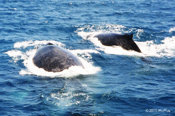 クジラ