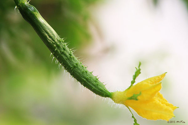 キュウリの花と実