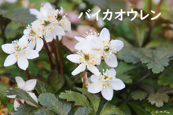 セツブンソウ(Eranthis pinnatifida) - 『工房momo』 セツブンソウ(Eranthis pinnatifida) - 『工房momo』