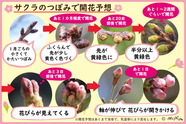 桜のつぼみで開花予想