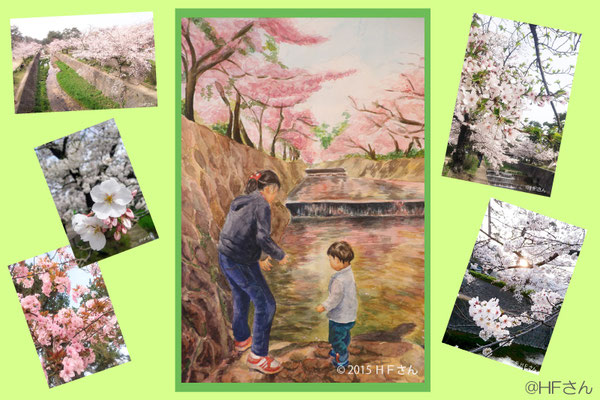 夙川の桜（HFさんの水彩画と写真）