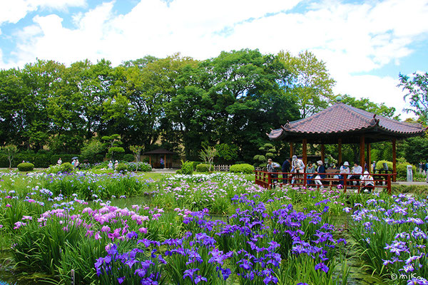 城北菖蒲園（城北公園）