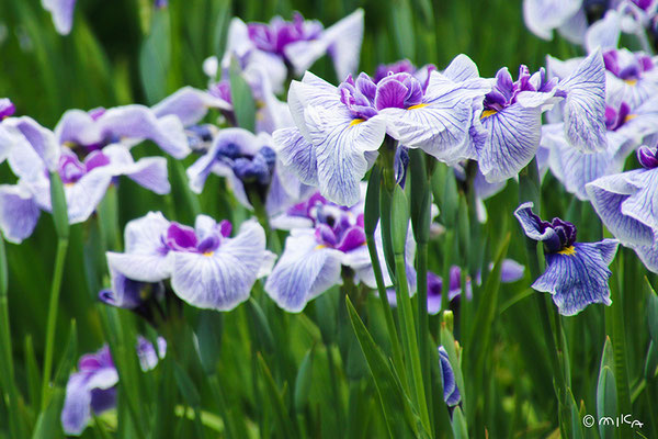 ハナショウブ満開（城北菖蒲園）