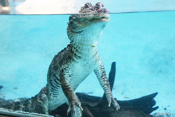 ヨウスコウワニ１匹（神戸市立王子動物園）