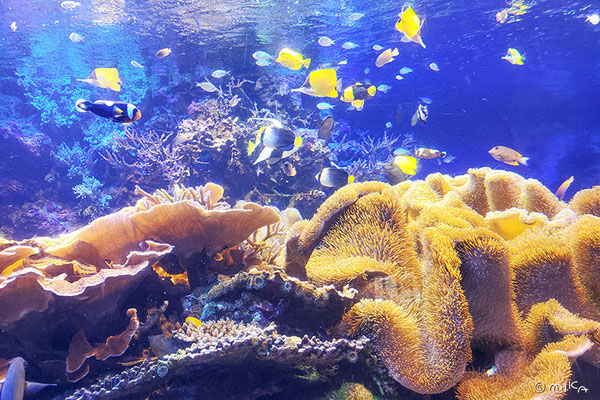 サンゴ礁の海（鳥羽水族館）