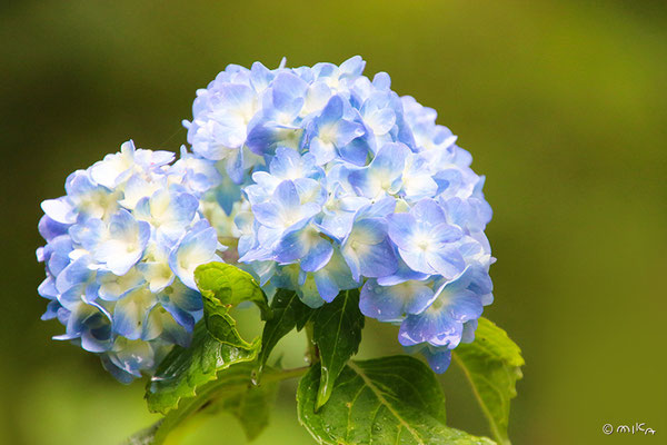 あじさい(hydrangea) - 『工房momo』 あじさい(hydrangea) - 『工房momo』