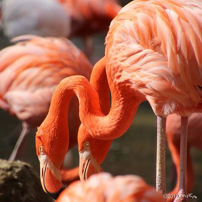 ベニイロフラミンゴ（神戸市立王子動物園）